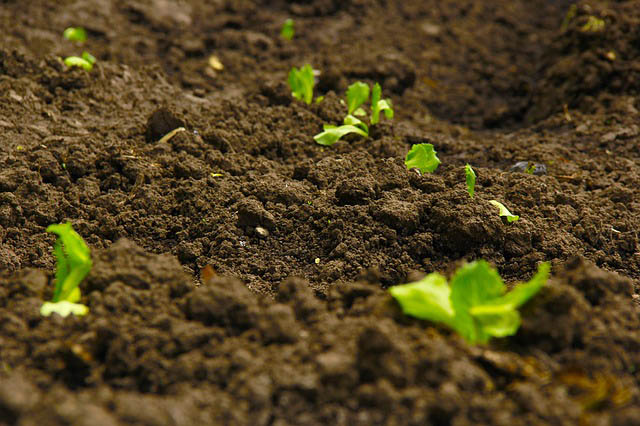 Oconomowoc Landscape Supply & Garden Center Topsoil