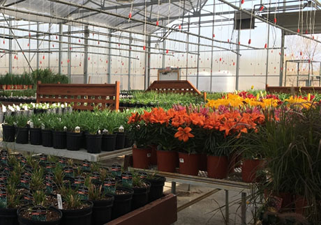 Oconomowoc Landscape Supply & Garden Center Perennials